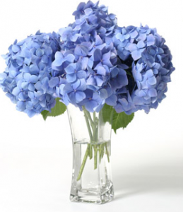 Colorful Hydrangeas