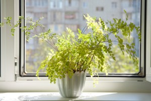 Cultivate an Herb Garden