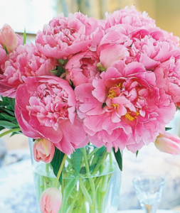 Deep Dramatic Peonies