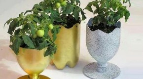 DIY Ideas – Plastic Bottle Plantation