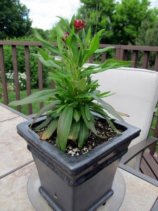 Patio Flowers