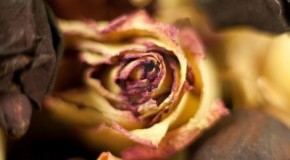 Flower Decor with Dry Flowers