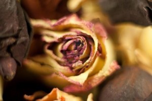 Rose Dry Flower
