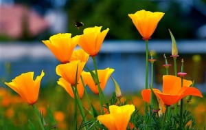 California Poppy