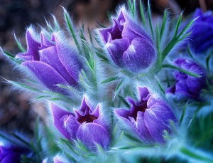 Purple Flowers