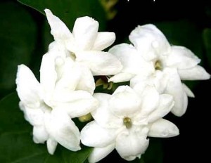 Sampaguita Flower