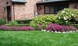 Backyard Landscaping Ideas - Plan the Plants